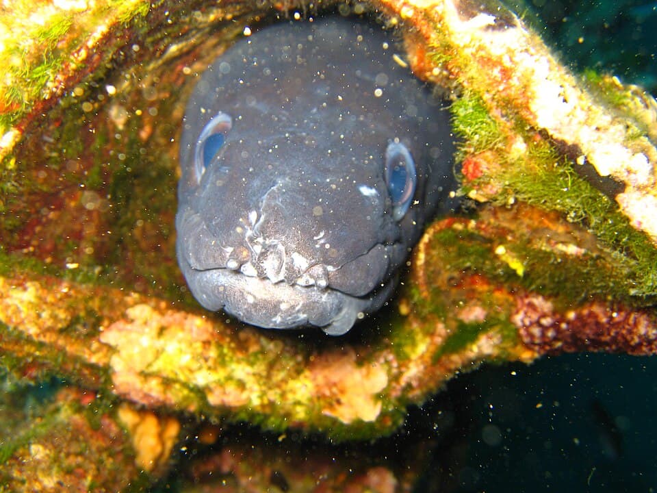 ภาพประกอบของ ปลา conger (Conger conger)