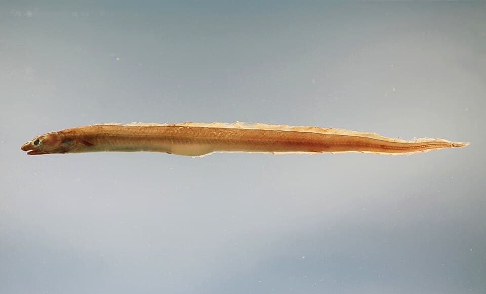 ภาพประกอบของ ปลา oceanicus (Conger oceanicus)