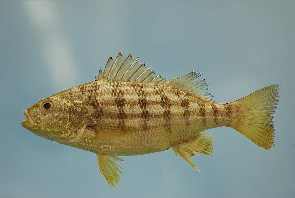ภาพประกอบของ ปลาสร้อยนกเขาลายขวาง (Conodon nobilis)