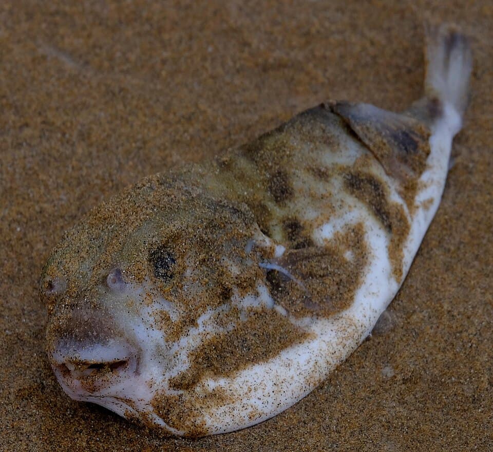 ภาพประกอบของ ปลาปักเป้า brevicaudus (Contusus brevicaudus)