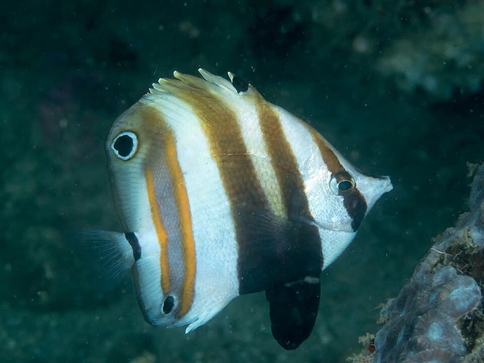 ภาพประกอบของ ปลาผีเสื้อสองจุด (Coradion melanopus)