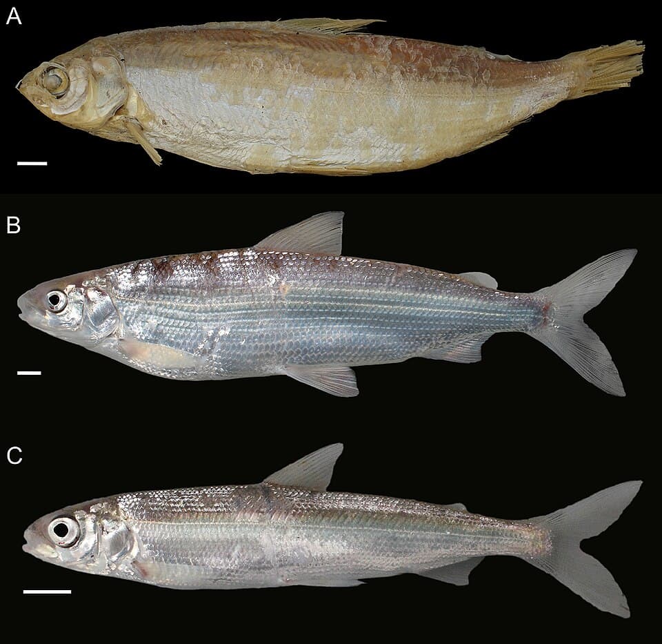 ภาพประกอบของ ปลา albellus (Coregonus albellus)