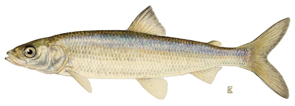 ภาพประกอบของ ปลา artedi (Coregonus artedi)