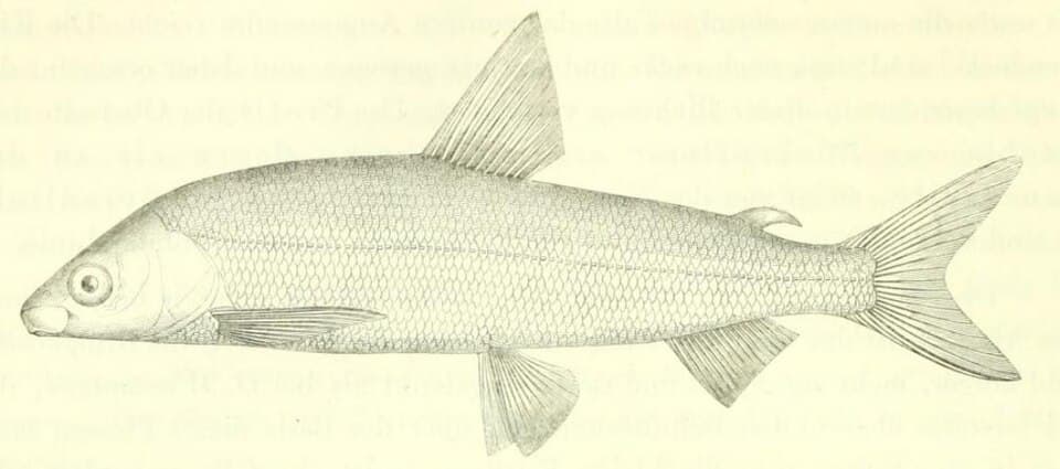 ภาพประกอบของ ปลา gutturosus (Coregonus gutturosus)