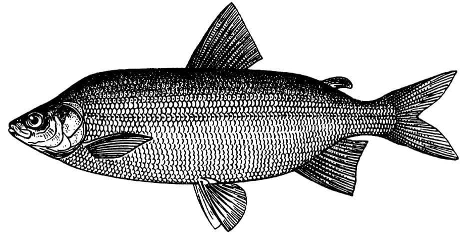 ภาพประกอบของ ปลา maraenoides (Coregonus maraenoides)