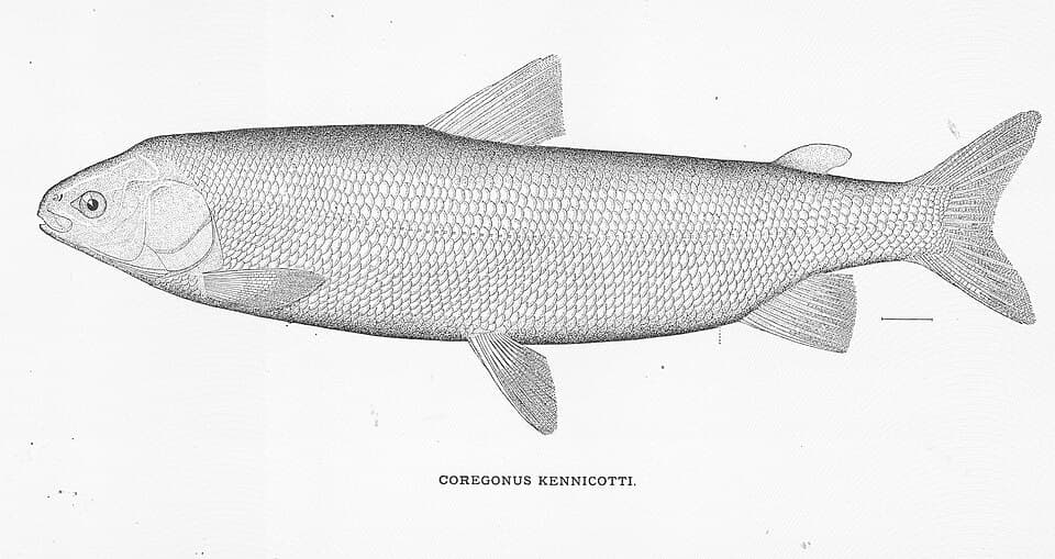 ภาพประกอบของ ปลา nasus (Coregonus nasus)