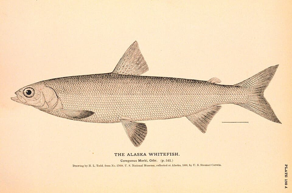 ภาพประกอบของ ปลา nelsonii (Coregonus nelsonii)