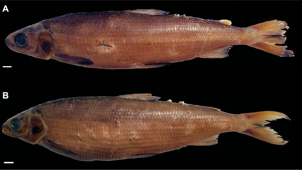 ภาพประกอบของ ปลา obliterus (Coregonus obliterus)