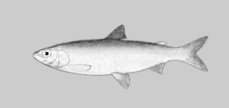 ภาพประกอบของ ปลา reighardi (Coregonus reighardi)
