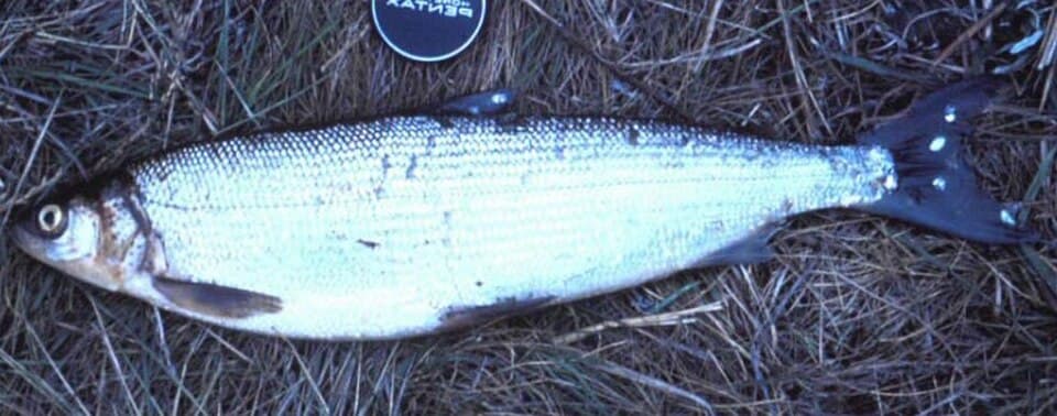 ภาพประกอบของ ปลา sardinella (Coregonus sardinella)