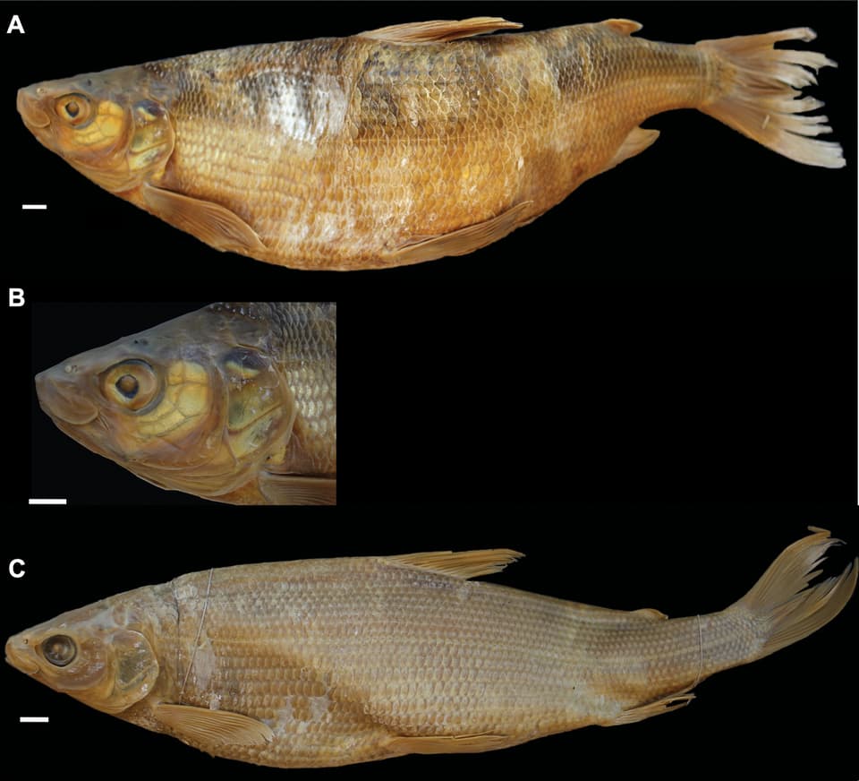 ภาพประกอบของ ปลา suidteri (Coregonus suidteri)