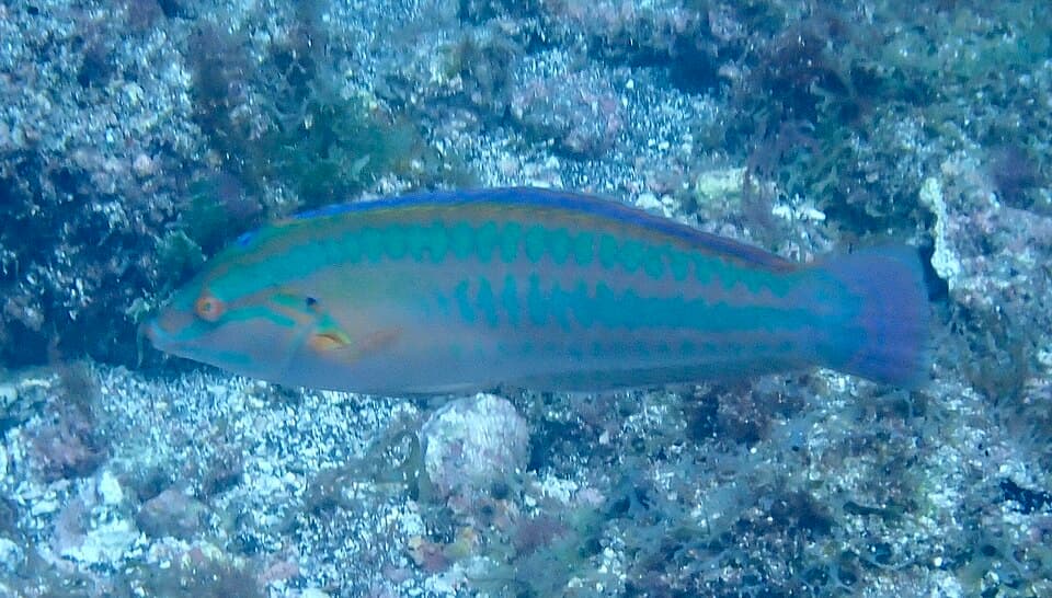 ภาพประกอบของ ปลานกขุนทอง atlantica (Coris atlantica)