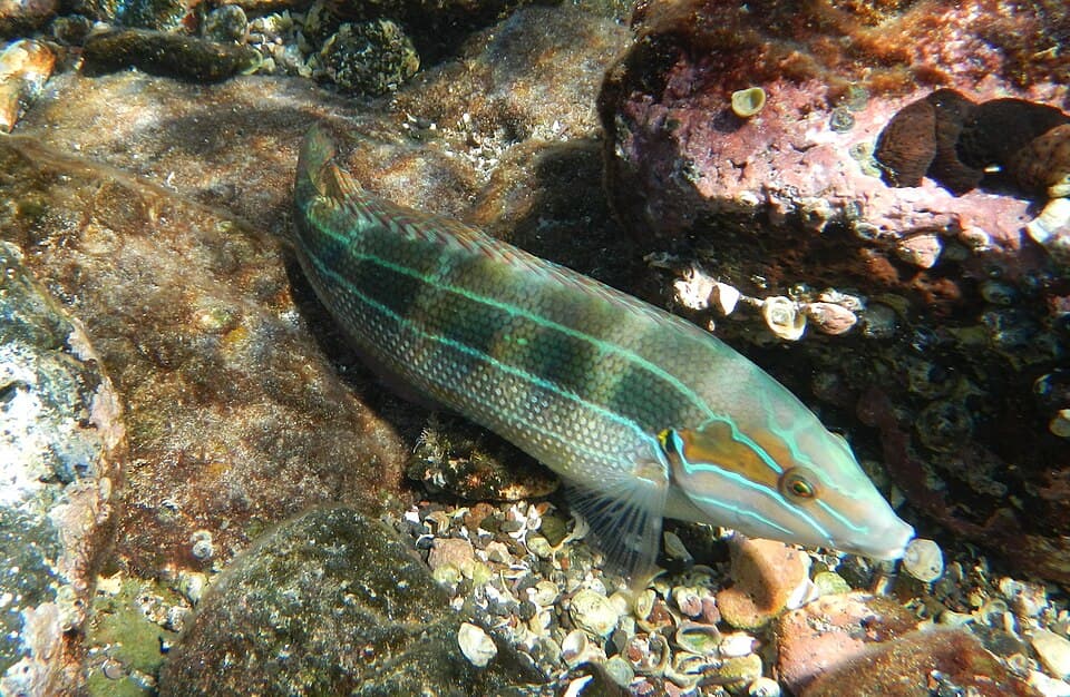 ภาพประกอบของ ปลานกขุนทอง debueni (Coris debueni)