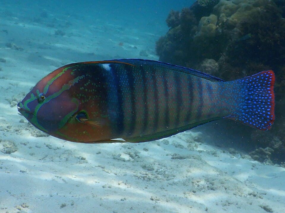 ภาพประกอบของ ปลานกขุนทองราชินี (Coris formosa)