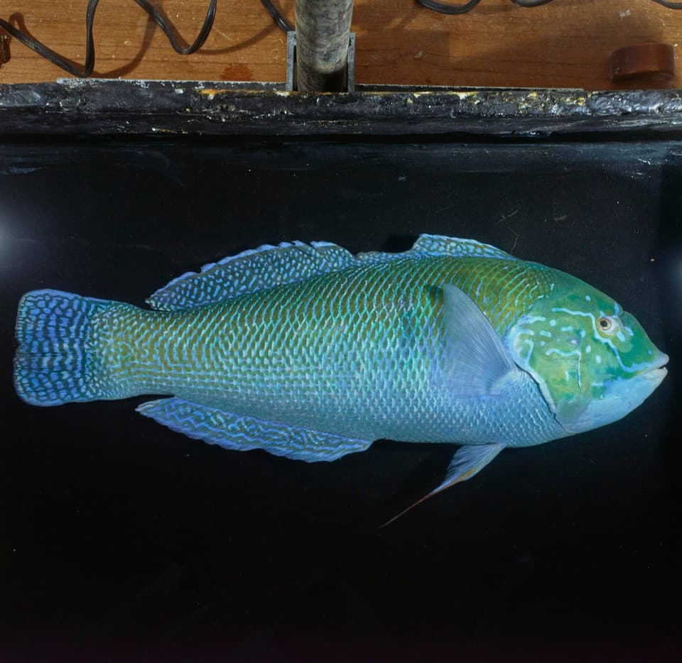ภาพประกอบของ ปลานกขุนทอง nigrotaenia (Coris nigrotaenia)