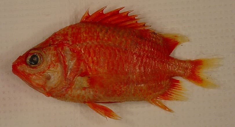 ภาพประกอบของ ปลาข้าวเม่าแดง (Corniger spinosus)