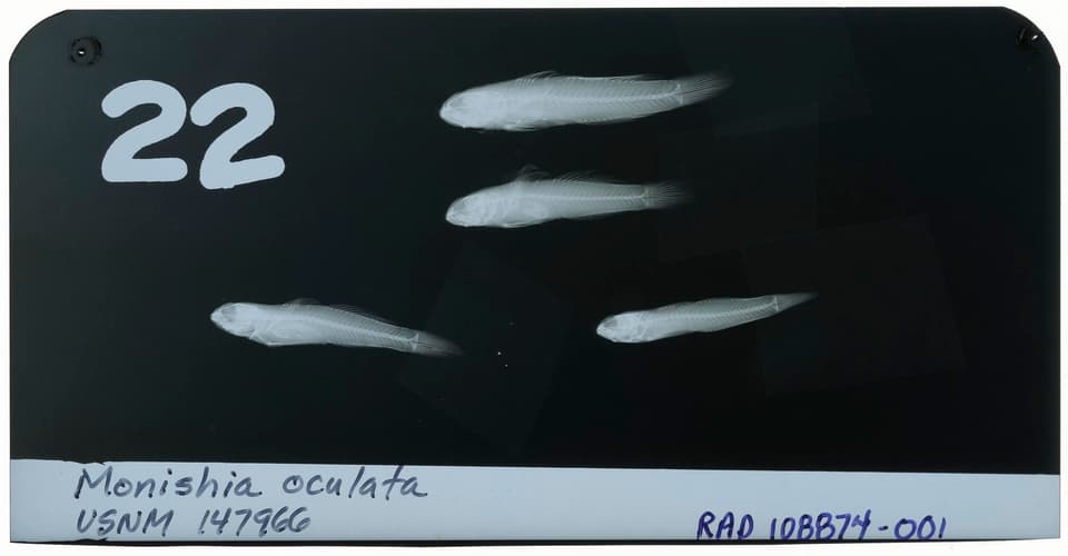 ภาพประกอบของ ปลาบู่ ocheticus (Coryogalops ocheticus)