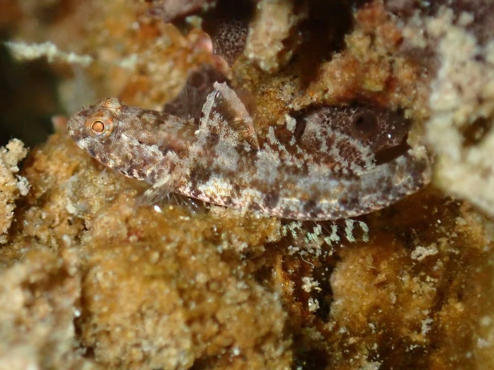 ภาพประกอบของ ปลาบู่บู่ (Coryogalops tessellatus)