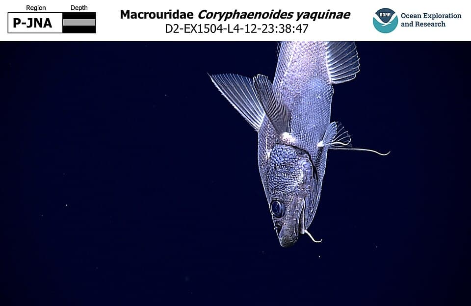 ภาพประกอบของ ปลา yaquinae (Coryphaenoides yaquinae)