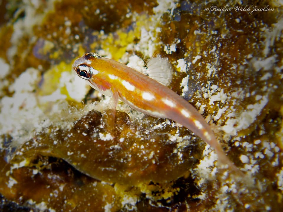 ภาพประกอบของ ปลาบู่บู่ (Coryphopterus hyalinus)