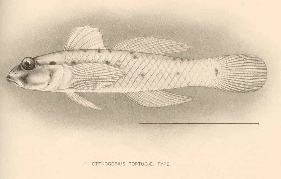 ภาพประกอบของ ปลาบู่แนวปะการังบู่ (Coryphopterus tortugae)