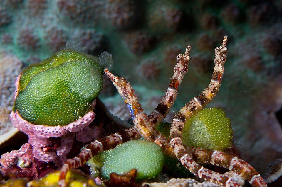 ภาพประกอบของ ปลาจิ้มฟันจระเข้ benedetto (Corythoichthys benedetto)