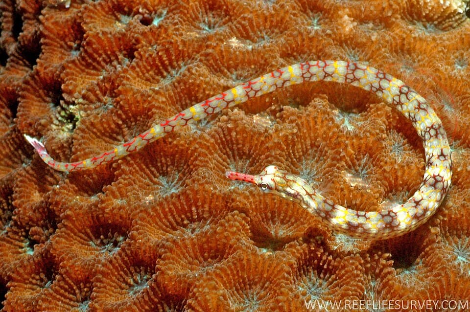 ภาพประกอบของ ปลาจิ้มฟันจระเข้ conspicillatus (Corythoichthys conspicillatus)