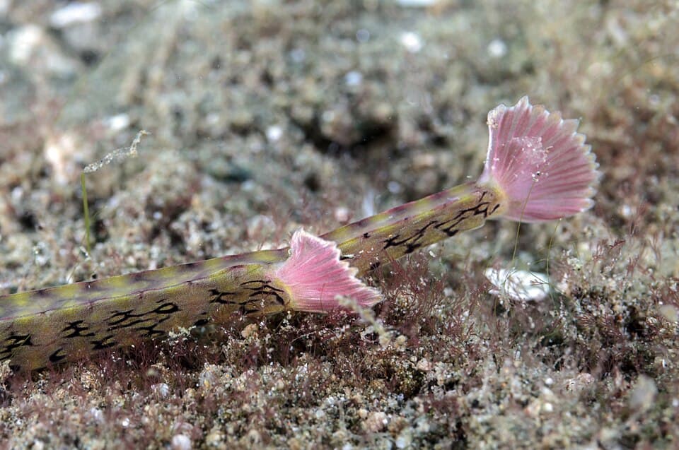ภาพประกอบของ ปลาจิ้มฟันจระเข้ลายจุด (Corythoichthys polynotatus)