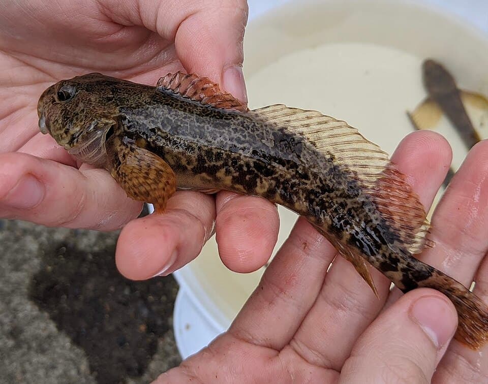 ภาพประกอบของ ปลา asper (Cottus asper)