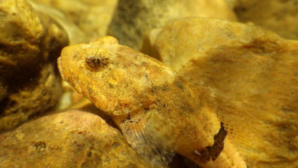ภาพประกอบของ ปลา carolinae (Cottus carolinae)