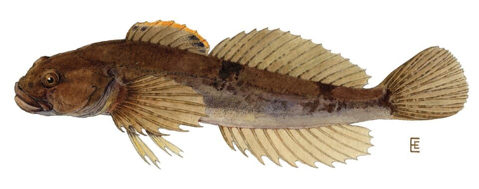 ภาพประกอบของ ปลา cognatus (Cottus cognatus)