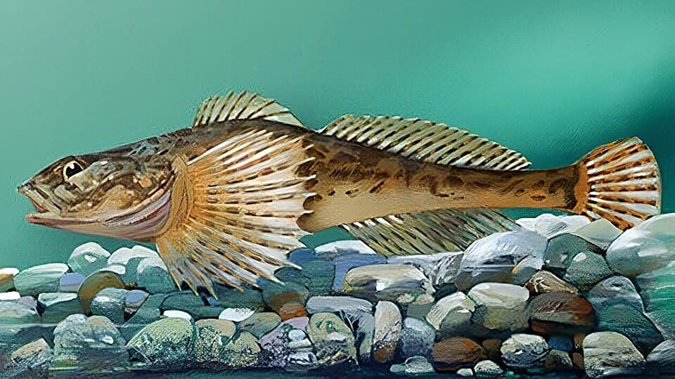 ภาพประกอบของ ปลา jaxartensis (Cottus jaxartensis)