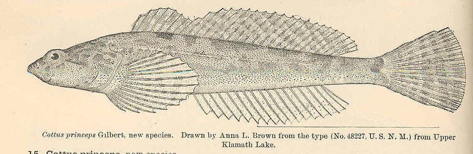ภาพประกอบของ ปลา princeps (Cottus princeps)