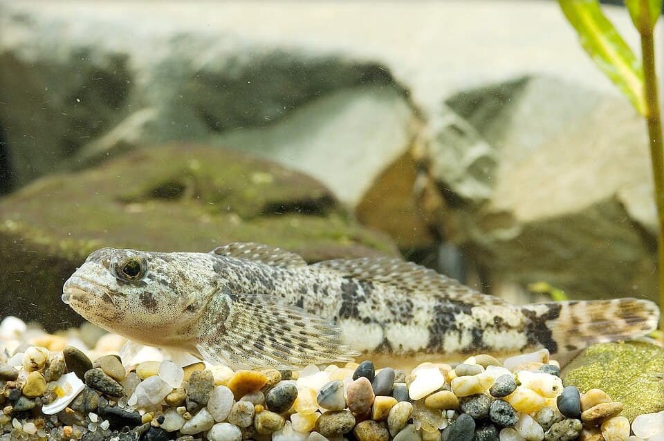 ภาพประกอบของ ปลา reinii (Cottus reinii)