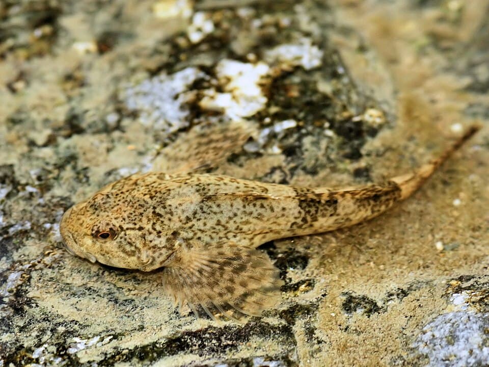 ภาพประกอบของ ปลา rhenanus (Cottus rhenanus)