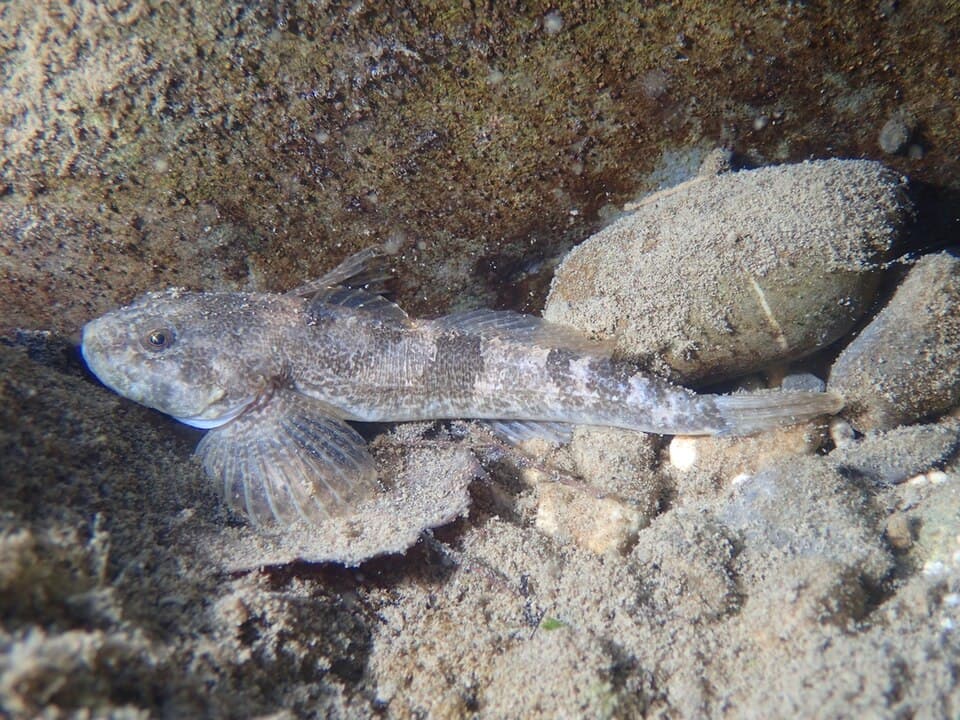 ภาพประกอบของ ปลา sabaudicus (Cottus sabaudicus)