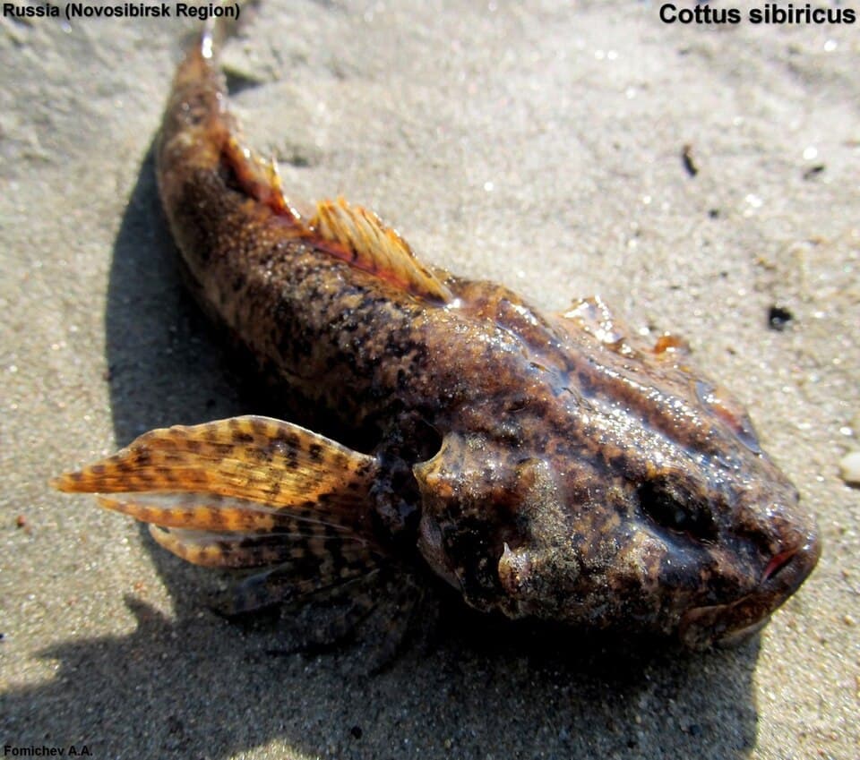 ภาพประกอบของ ปลา sibiricus (Cottus sibiricus)