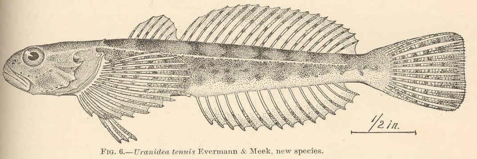 ภาพประกอบของ ปลา tenuis (Cottus tenuis)