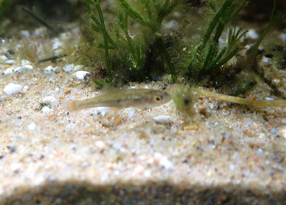 ภาพประกอบของ ปลา marjoriae (Craterocephalus marjoriae)