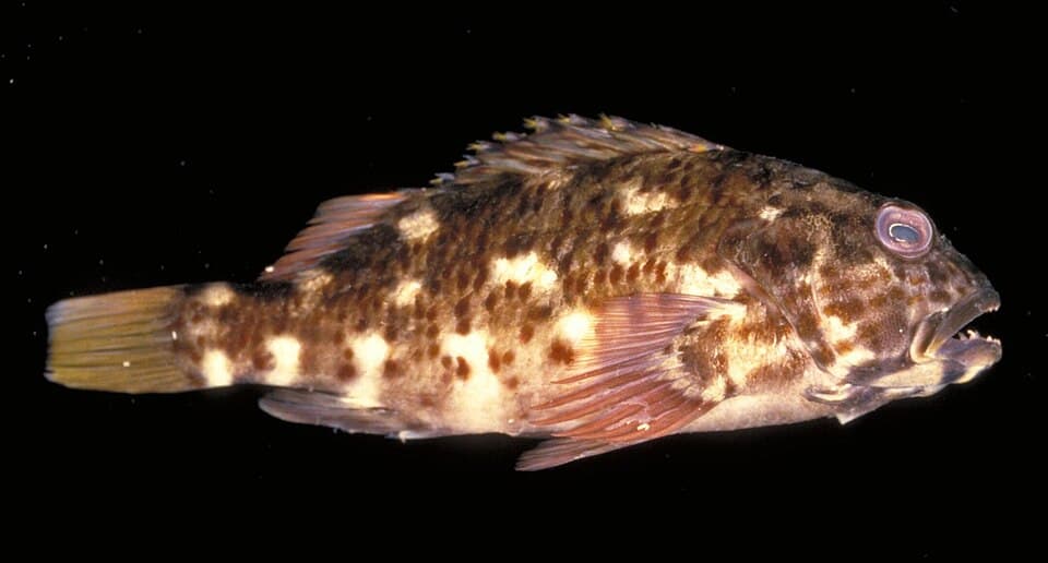 ภาพประกอบของ ปลาเหยี่ยวดำลายจุด (Cristacirrhitus punctatus)