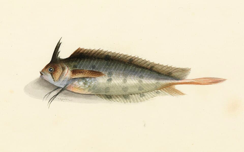 ภาพประกอบของ ปลา australis (Cristiceps australis)