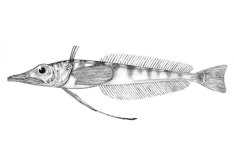 ภาพประกอบของ ปลา atkinsoni (Cryodraco atkinsoni)