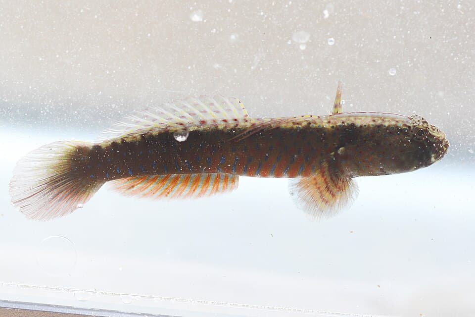ภาพประกอบของ ปลาบู่มีหงอนบู่ (Cryptocentroides gobioides)