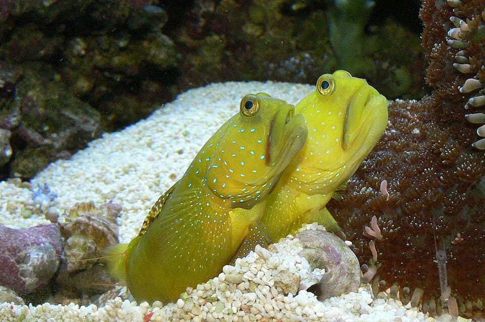 ภาพ ปลาบู่เหลืองอยู่ร่วมกุ้งดีดขัน (Cryptocentrus cinctus)