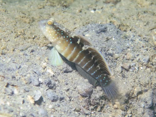 ภาพประกอบของ ปลาบู่คู่กุ้ง cyanospilotus (Cryptocentrus cyanospilotus)