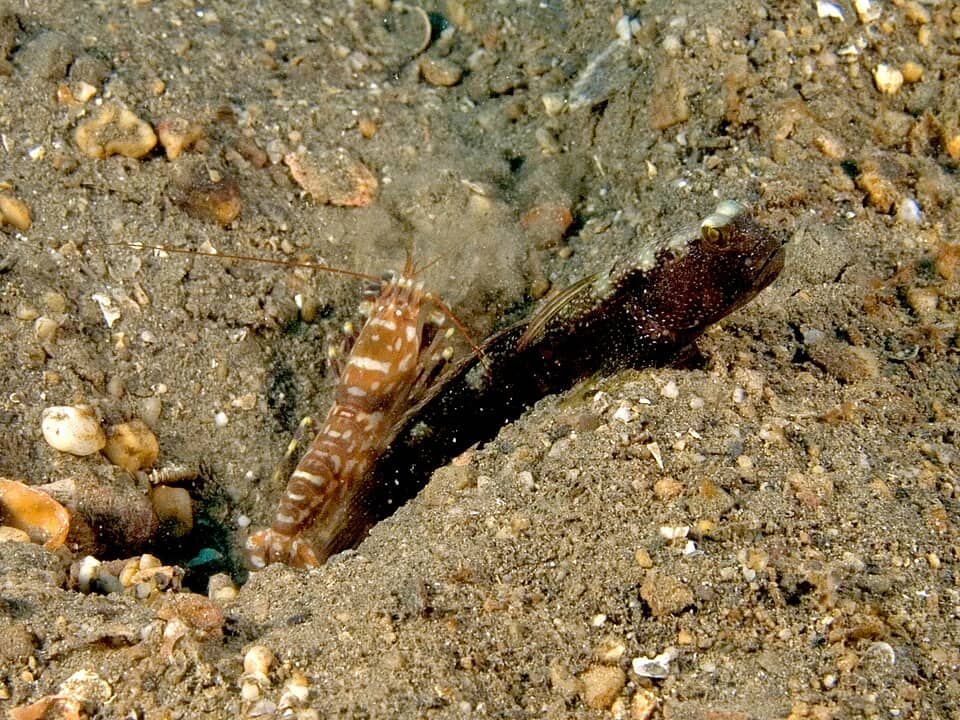ภาพ ปลาบู่กุ้งข้างจุด (Cryptocentrus strigilliceps)