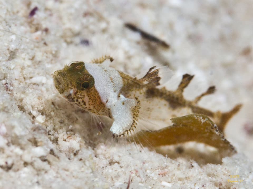 ภาพประกอบของ ปลาบู่บู่ (Cryptopsilotris batrachodes)
