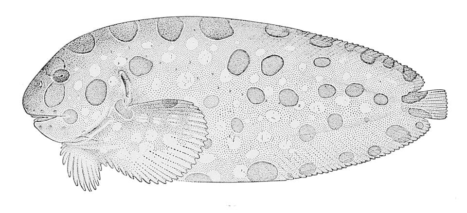 ภาพประกอบของ ปลา cyclospilus (Crystallichthys cyclospilus)