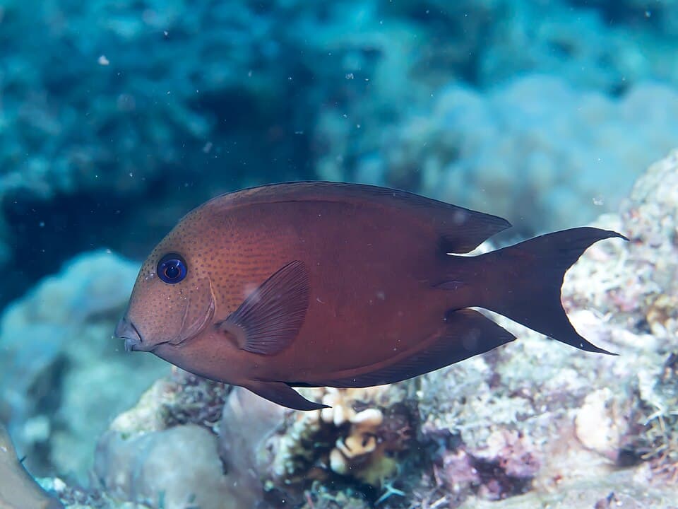 ภาพประกอบของ ปลาขี้ตังเบ็ดสองจุด (Ctenochaetus binotatus)