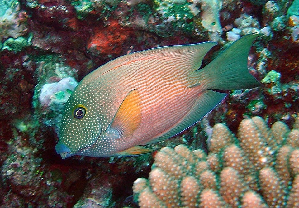 ภาพประกอบของ ปลาขี้ตังเบ็ด cyanocheilus (Ctenochaetus cyanocheilus)